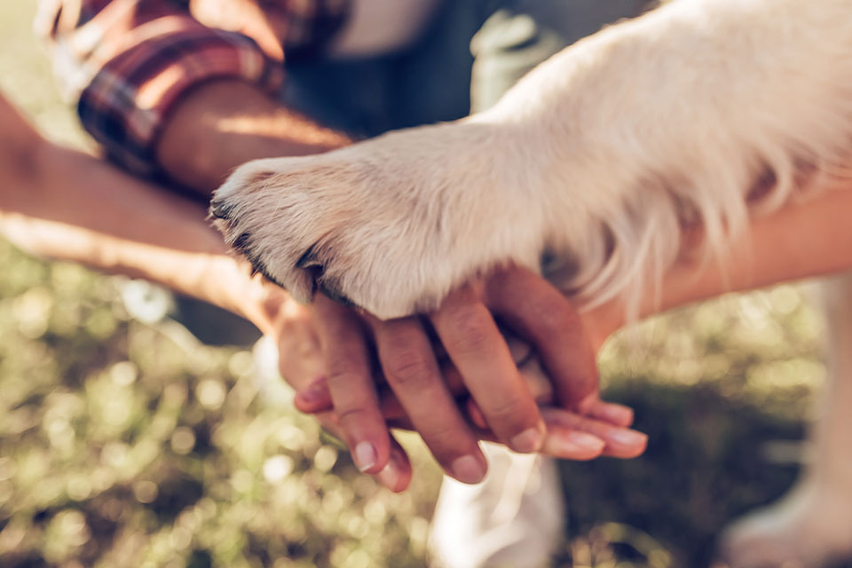 Compassionate veterinary team member comforting a pet during end-of-life care at Cupertino Animal Hospital
