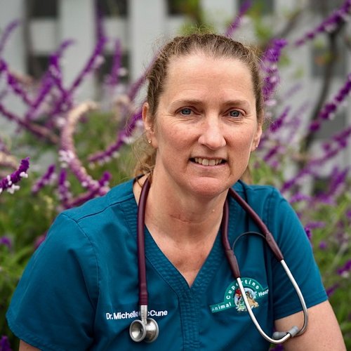 Dr. Michelle McCune, veterinarian at Cupertino Animal Hospital in Cupertino, CA