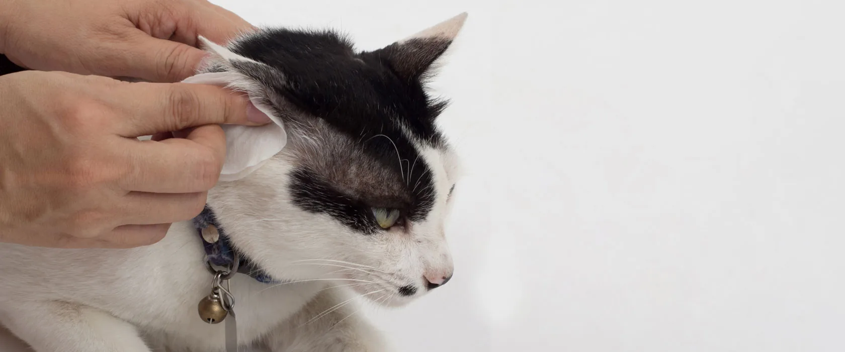 Veterinarian performing pioneering ear care procedure on a pet at Cupertino Animal Hospital
